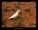 Little Corella