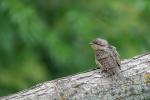 unbekannter Jungvogel 1