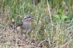 Wendehals Jungvogel