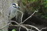 Unbekannter Vogel