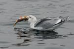 Möwe mit Fischchen