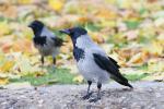 kostenfreie Zoobesucher 02