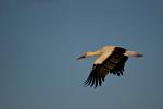 Storch