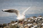 Möwe beim Starten