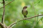 Turdus amaurochalinus