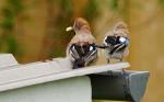 Erdnüsse schmecken auch im Sommer