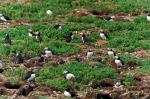 Puffins