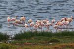 Nakuruflamingos