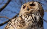 Siri, Sibirischer Uhu im Vogelpark Steinen