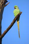 grüner Papagei