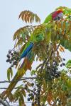 Großer Soldatenara in Costa Rica