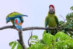 Großer Soldatenara in Costa Rica