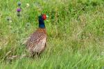 Bornholm - Terrassen-Wildlife 4