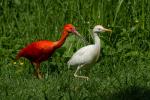 Roter Ibis und Kuhreiher