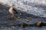 Nilgans m.Kücken