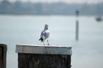 Möwe blickt auf den Gardasee