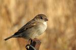 Noch ein Spatz im Schlosspark Charlottenburg