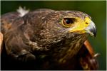 Im Vogelpark Steinen