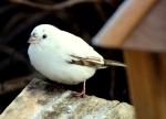 weißer Sperling an der Winterfütterung