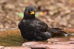 Amsel 2