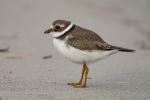 sanderling nahe