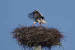 Storch