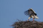 Storch