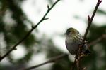 Erlenzeisig (Carduelis spinus) Weibchen