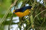 Euphonia violacea