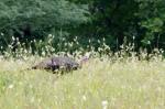 Wild Turkey