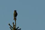 Singdrossel (Turdus philomelos)