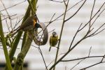 Rotkehlchen und Meise am Futterring3