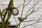 Rotkehlchen und Meise am Futterring1