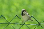 Zaunkönig als Spatz getarnt