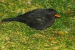 Amsel