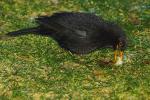 Amsel