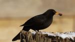 Amsel