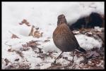 Amsel