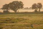 Morgenstimmung am Dümmer