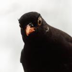 Amsel 2