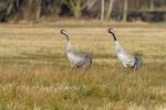 In der Februarsonne beginnt die Balz, Grus grus