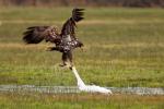 Seeadler 1