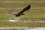 Seeadler 2