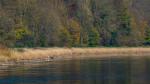 Vogelsuchbild (Weser bei Bodenwerder)