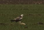 Bussard