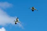 Säbelschnäbler im Flug