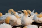 In der Gruppe leben/Basstölpel auf Helgoland