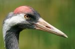 Schönheit im Tierpark