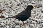 Amsel Portrait