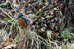 Eisvogel am Ilmufer_1